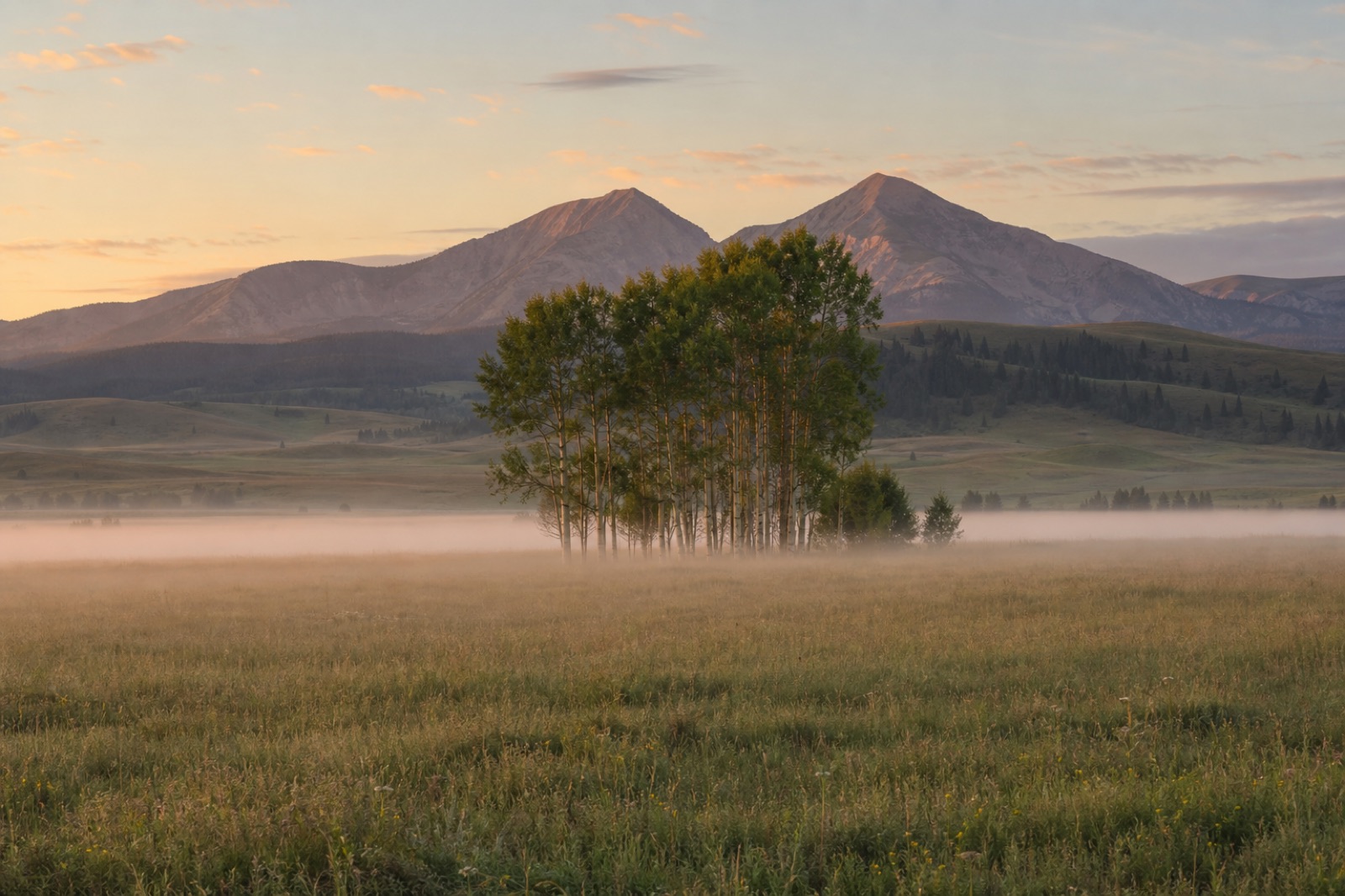 Montana meadow with a stand of trees beneath distant mountains