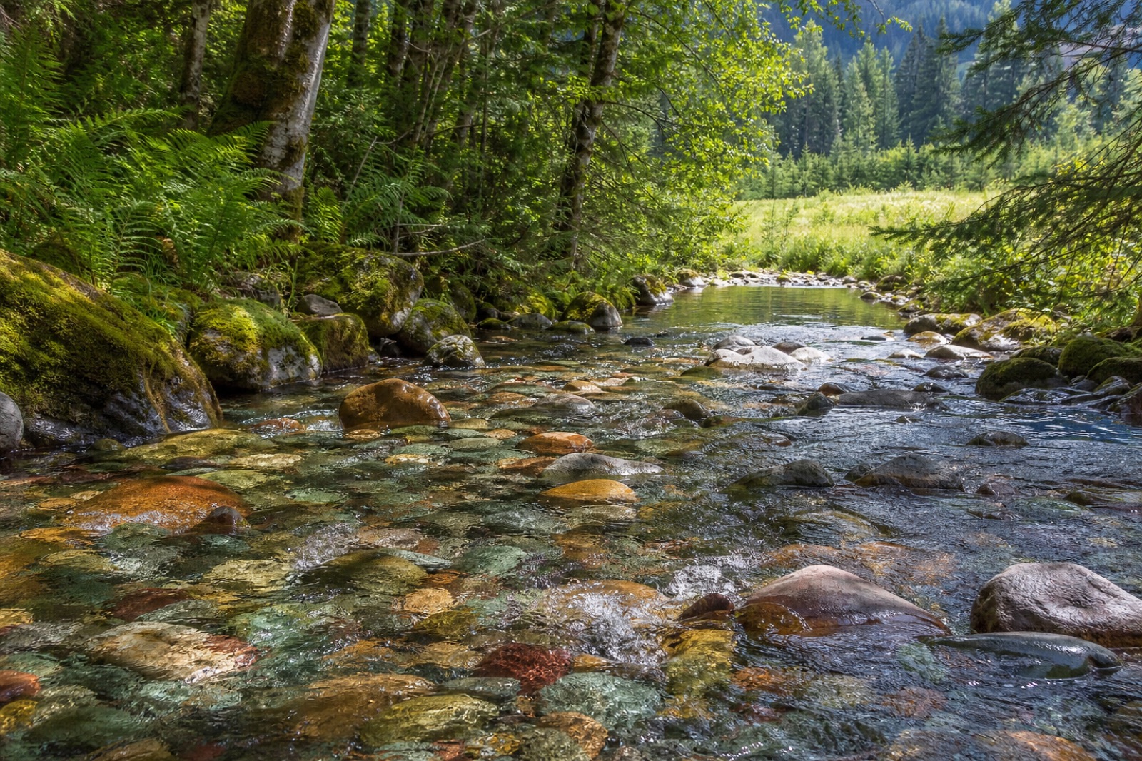 Clear mountain stream flowing through a forest