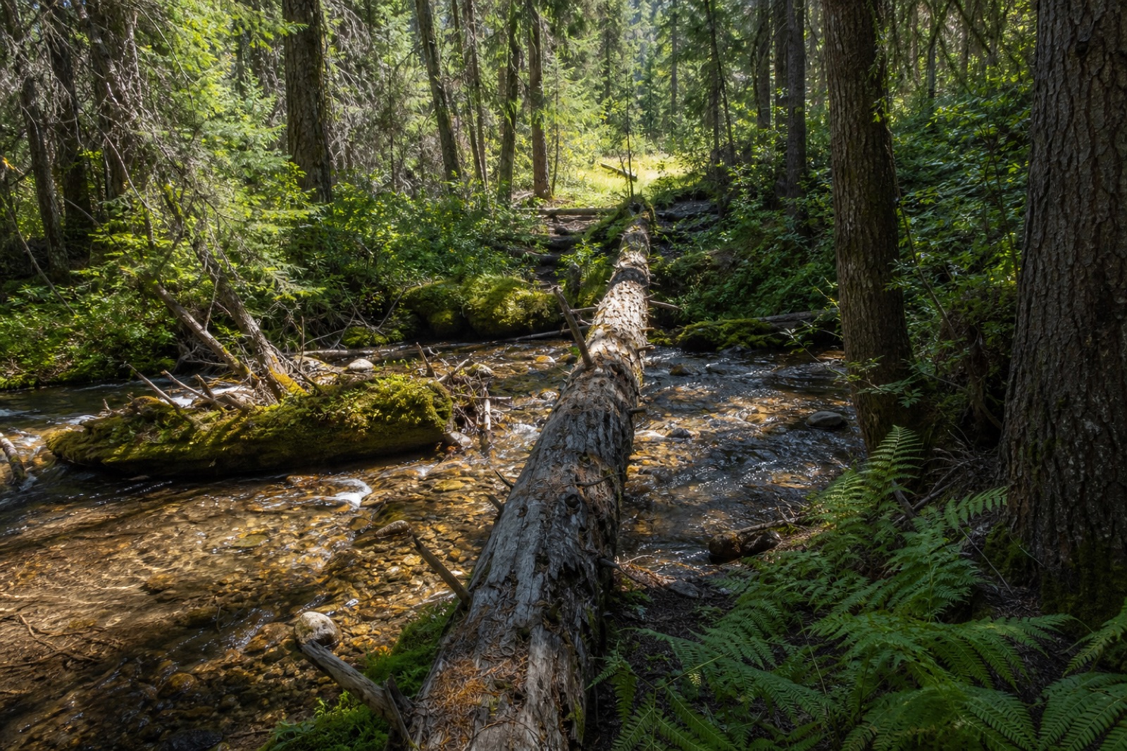 Woodland trail crossing a creek over a fallen log