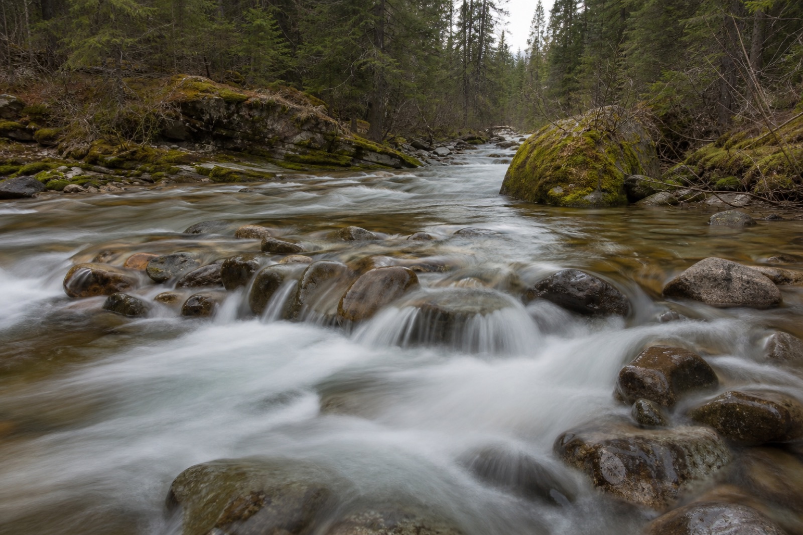 Water flowing over rocks in a forest stream
